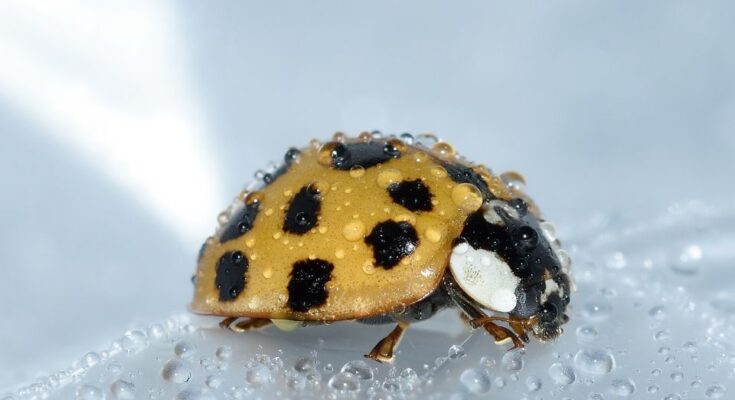 Harlekinkatica (Harmonia axyridis) jellemzői, táplálkozása, szaporodása