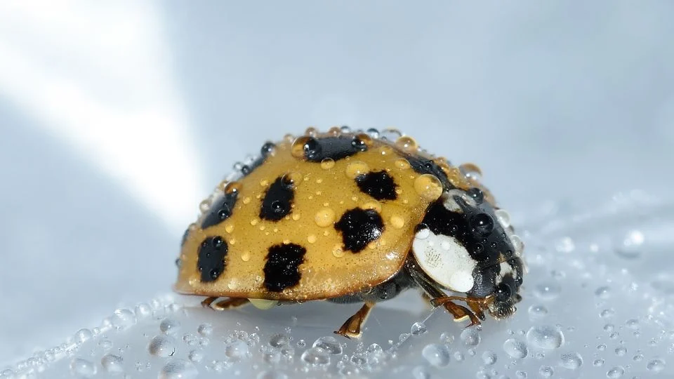 Harlekinkatica (Harmonia axyridis) jellemzői, táplálkozása, szaporodása