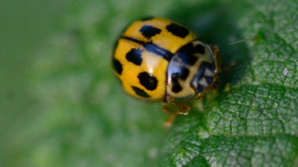 Harlekinkatica (Harmonia axyridis) jellemzői, táplálkozása, szaporodása