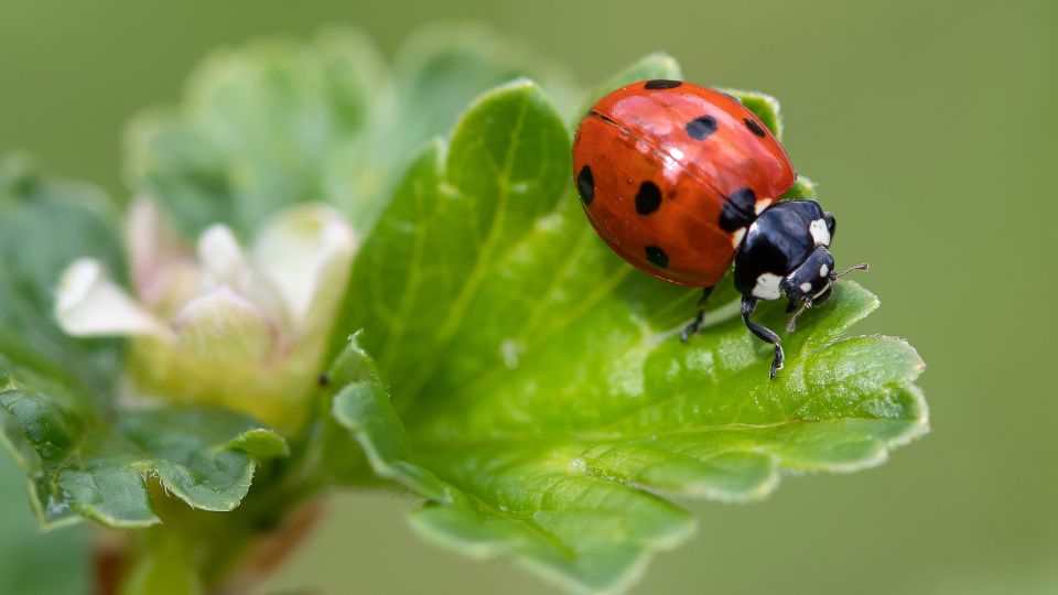Hétpettyes katica (Coccinella septempunctata) jellemzői, táplálkozása, szaporodása
