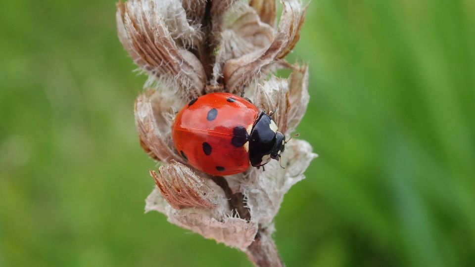 Hétpettyes katica (Coccinella septempunctata) jellemzői, táplálkozása, szaporodása