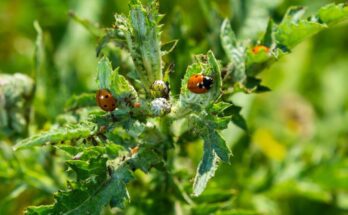 Hétpettyes katica (Coccinella septempunctata) jellemzői, táplálkozása, szaporodása