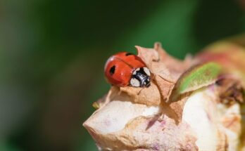 Kétpettyes katica (Adalia bipunctata) jellemzői, táplálkozása, szaporodása