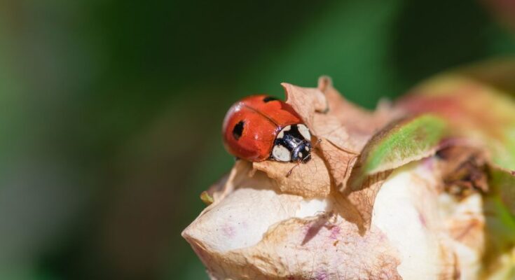 Kétpettyes katica (Adalia bipunctata) jellemzői, táplálkozása, szaporodása