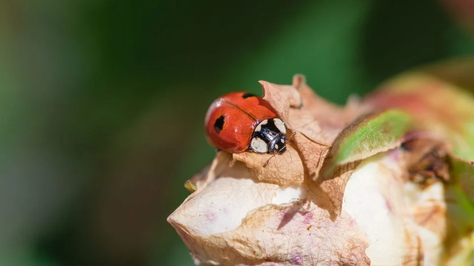 Kétpettyes katica (Adalia bipunctata) jellemzői, táplálkozása, szaporodása