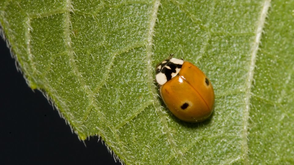 Kétpettyes katica (Adalia bipunctata) jellemzői, táplálkozása, szaporodása