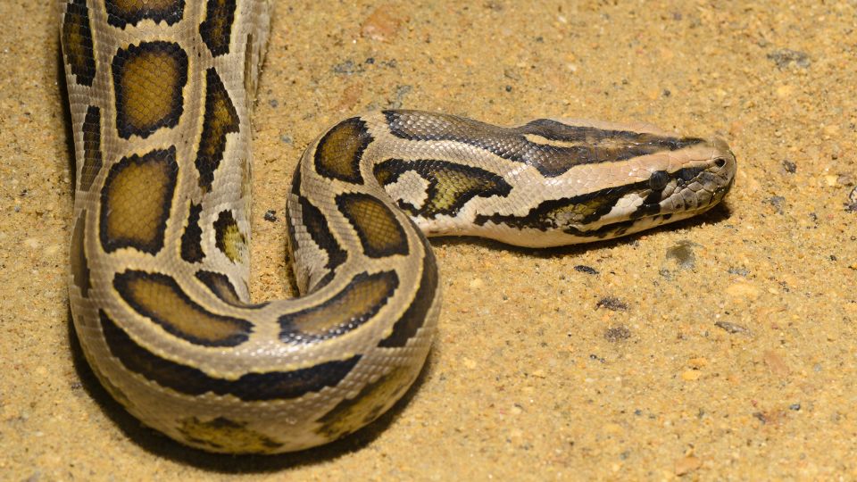 Királypiton (Python regius)