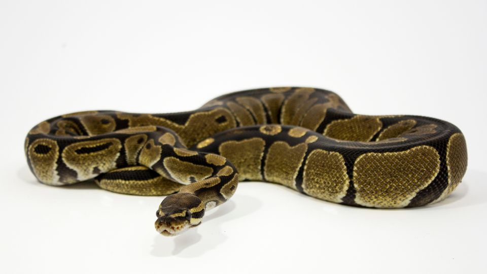 Királypiton (Python regius)