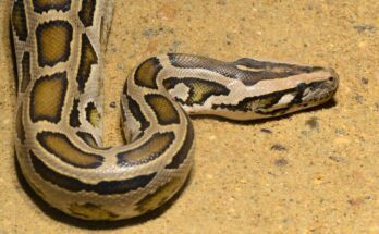 Kiralypiton Python regius