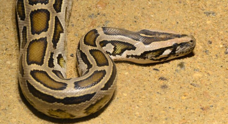 Kiralypiton Python regius