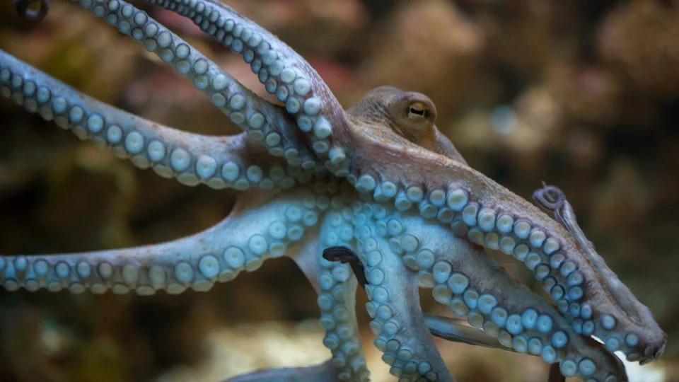 Közönséges polip (Octopus vulgaris)