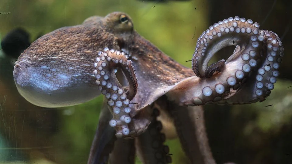 Közönséges polip (Octopus vulgaris)