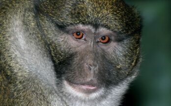 Mocsari cerkof Allenopithecus nigroviridis