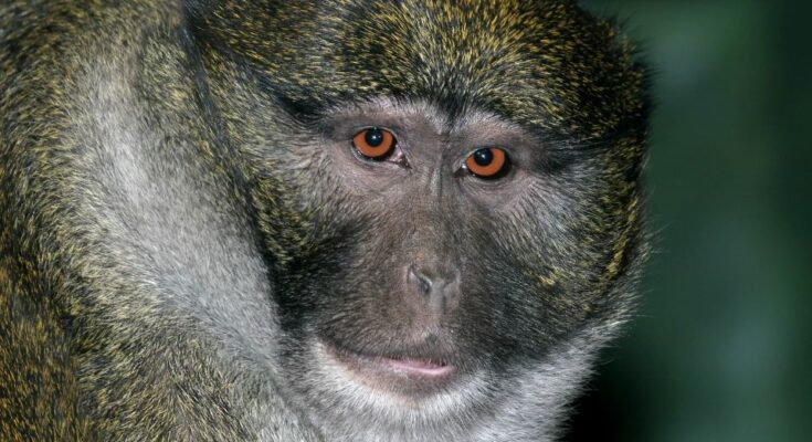 Mocsari cerkof Allenopithecus nigroviridis