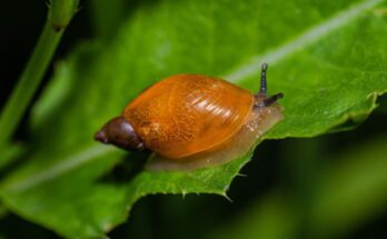 Nagy borostyánkőcsiga (Succinea putris)