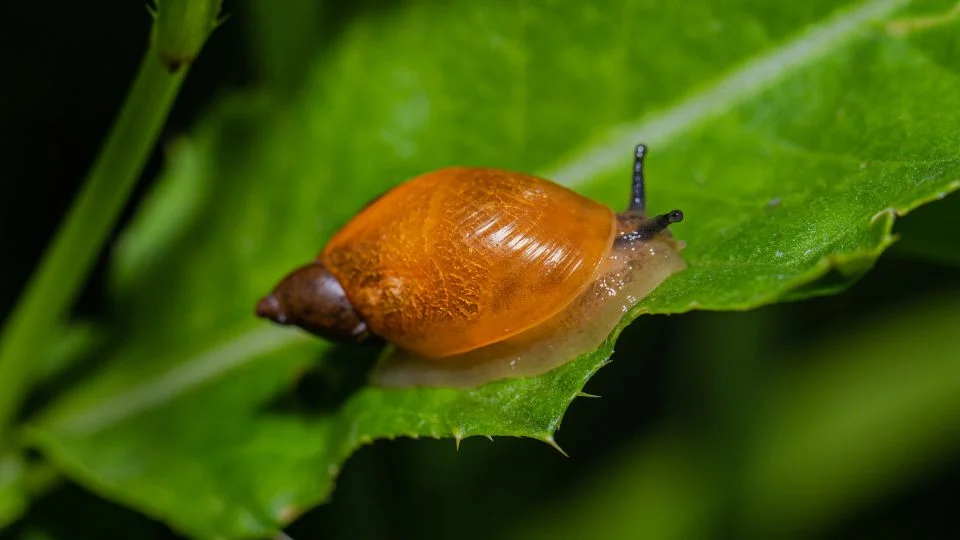Nagy borostyánkőcsiga (Succinea putris)
