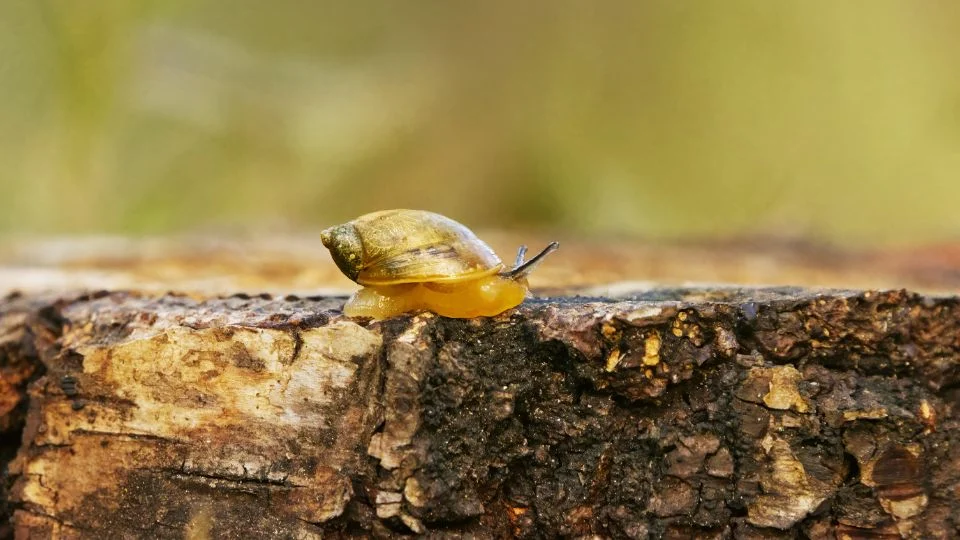 Nagy borostyánkőcsiga (Succinea putris)