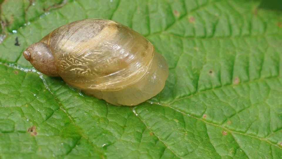 Nagy borostyánkőcsiga (Succinea putris)