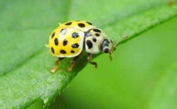 Sárga katica (Psyllobora vigintiduopunctata) jellemzői, táplálkozása, szaporodása