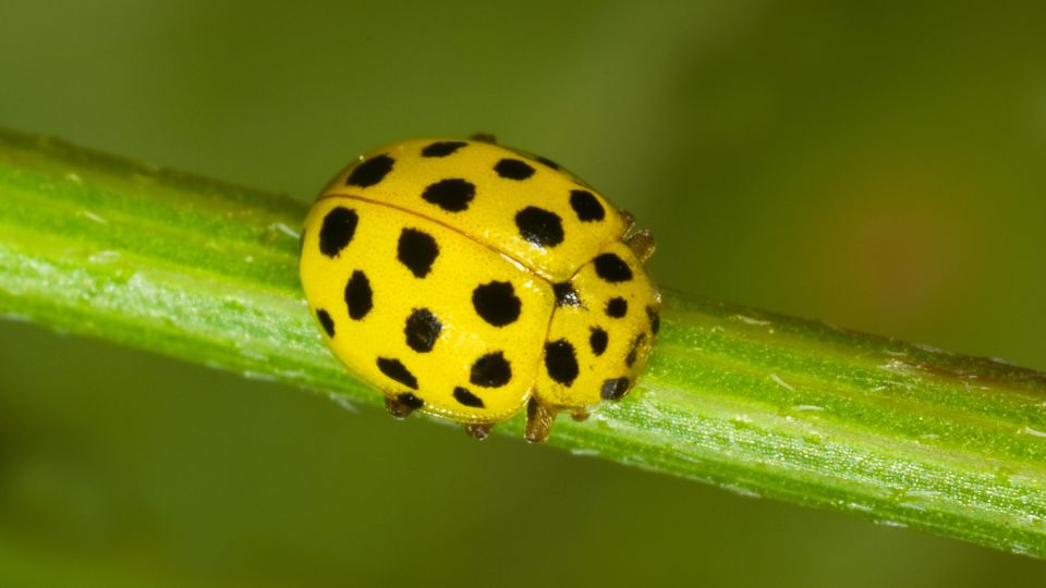 Sárga katica (Psyllobora vigintiduopunctata) jellemzői, táplálkozása, szaporodása