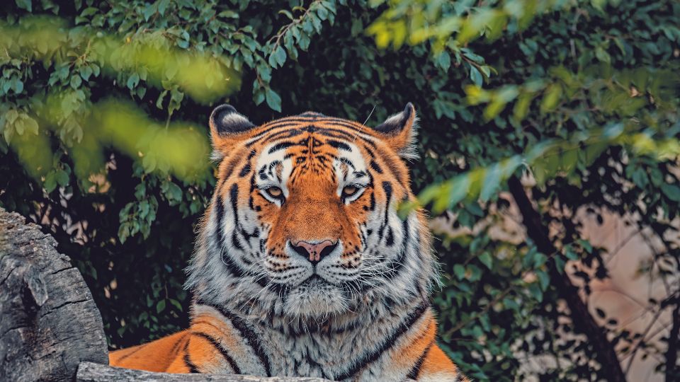 Szibériai tigris (Panthera tigris altaica)