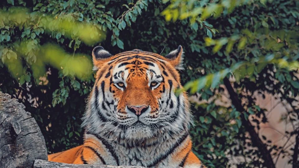 Szibériai tigris (Panthera tigris altaica)