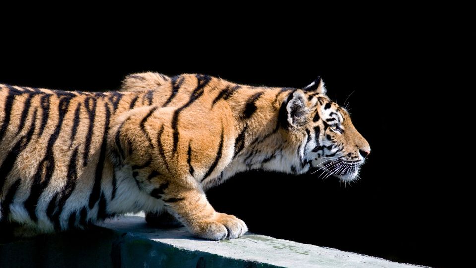 Szibériai tigris (Panthera tigris altaica)