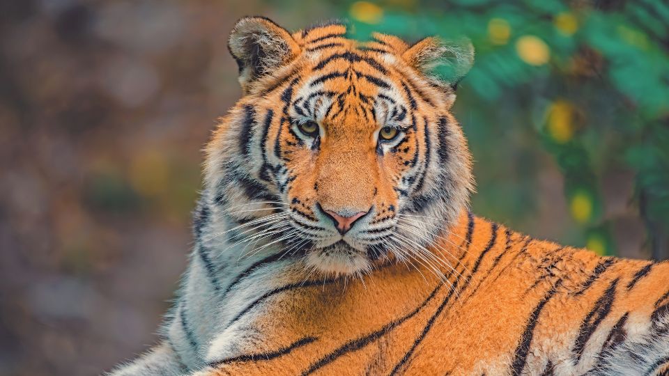 Szibériai tigris (Panthera tigris altaica)