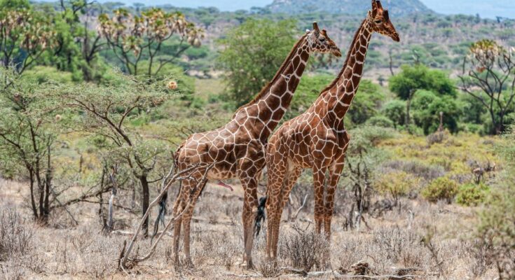 Szomaliai zsiraf Giraffa reticulata 2
