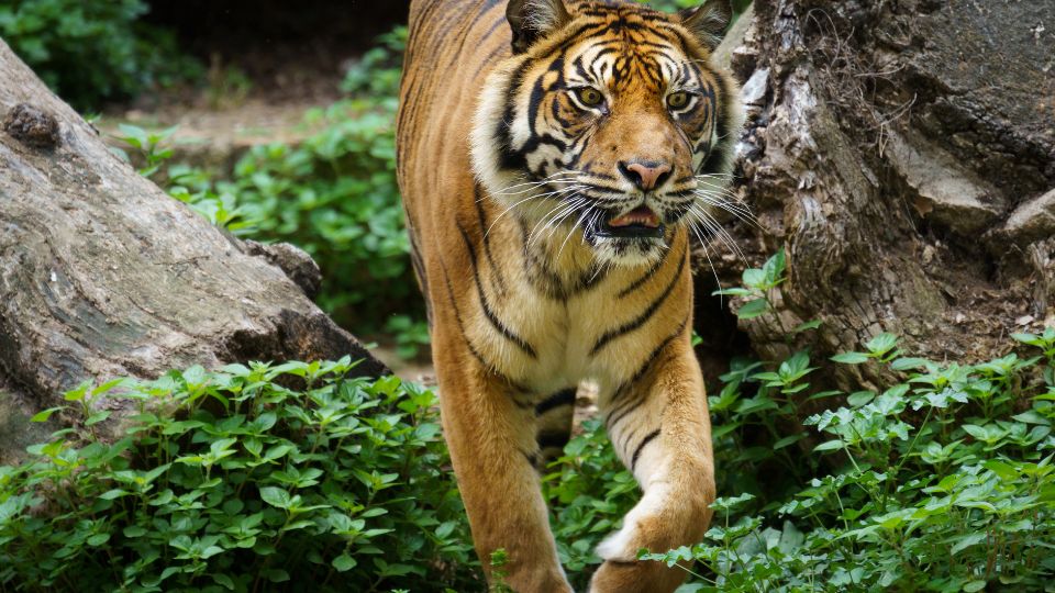 Szumátrai tigris (Panthera tigris sondaica)