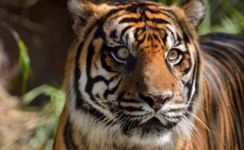 Szumátrai tigris (Panthera tigris sondaica)