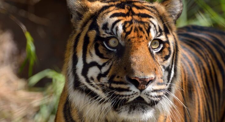Szumátrai tigris (Panthera tigris sondaica)