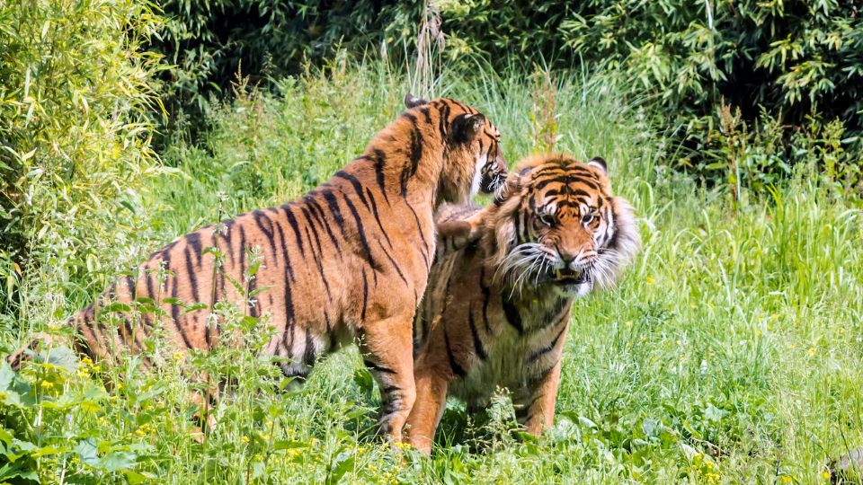 Szumátrai tigris (Panthera tigris sondaica)