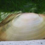 Tavi kagylo Anodonta cygnea