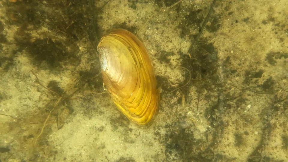 Tavi kagyló (Anodonta cygnea)