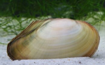 Tavi kagyló (Anodonta cygnea)