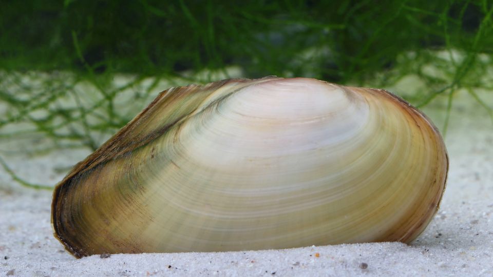 Tavi kagyló (Anodonta cygnea)