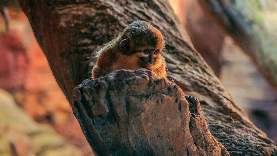 Törpecerkóf (Miopithecus ogouensis)