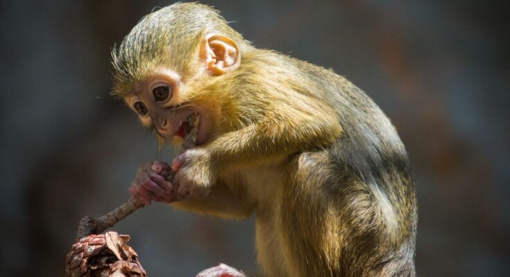 Torpecerkof Miopithecus ogouensis 2