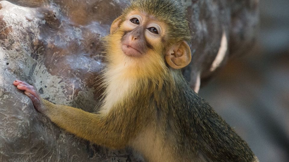 Törpecerkóf (Miopithecus ogouensis)