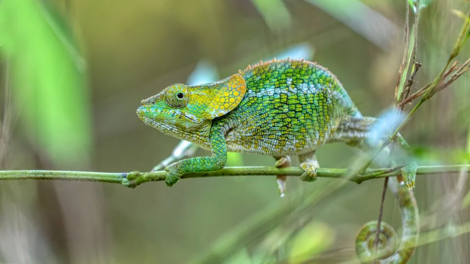 rövidszarvú kaméleon (Calumma brevicorne)
