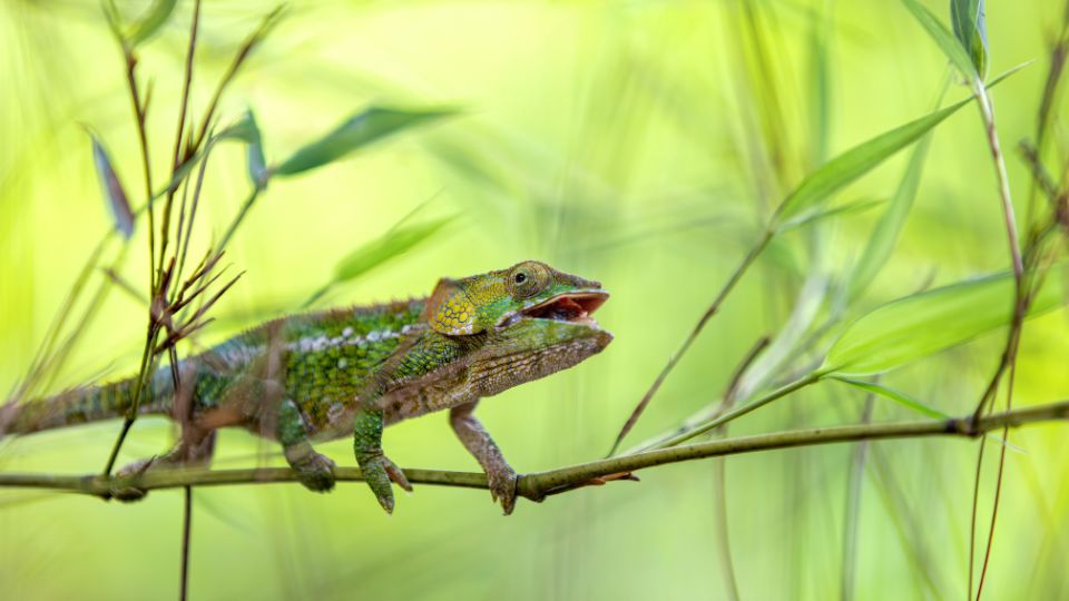 rövidszarvú kaméleon (Calumma brevicorne)