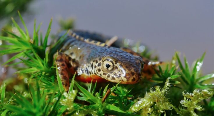 Alpesi gote Ichthyosaura alpestris 2
