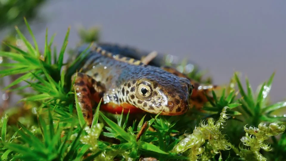 Egy alpesi gőte zöld mohán pihen, vízpart közelében.