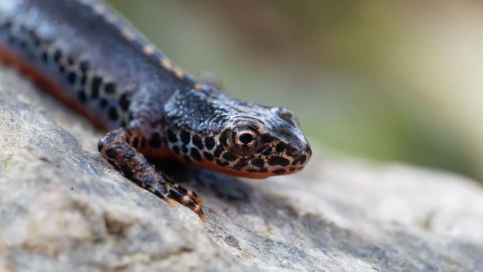 Egy alpesi gőte közelről, fekete és narancssárga mintázattal, sziklán pihenve.