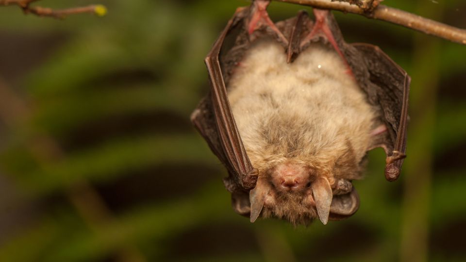 Barna hosszufulu denever Plecotus auritus 2