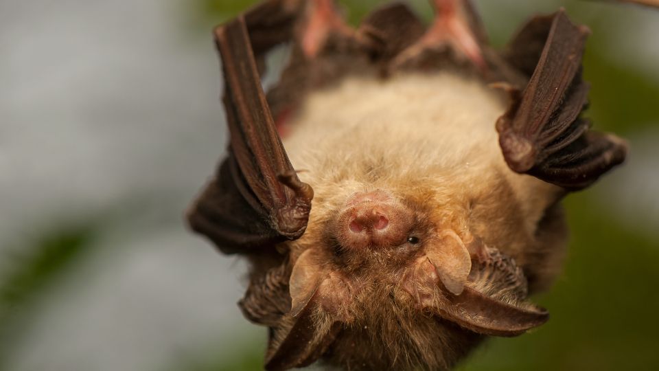 Barna hosszufulu denever Plecotus auritus