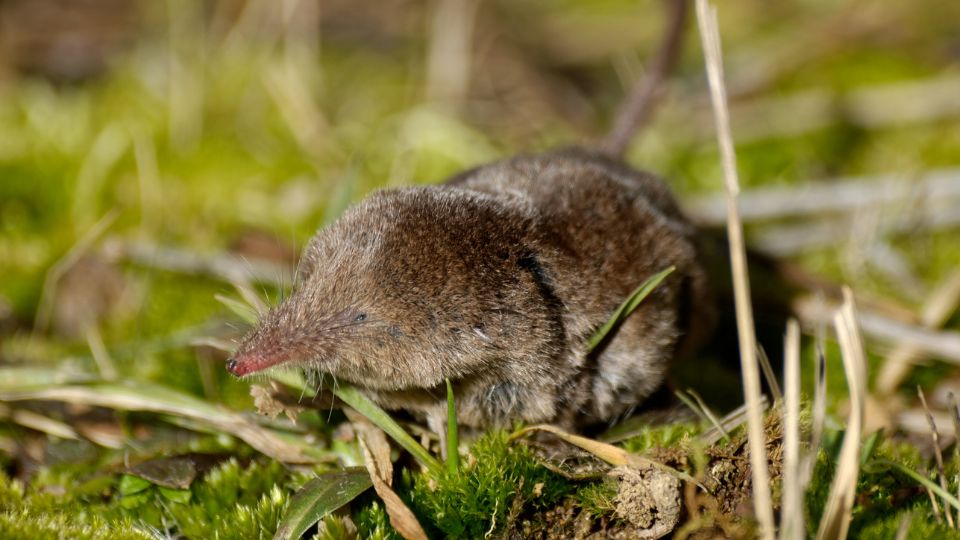 Erdei cickany Sorex araneus