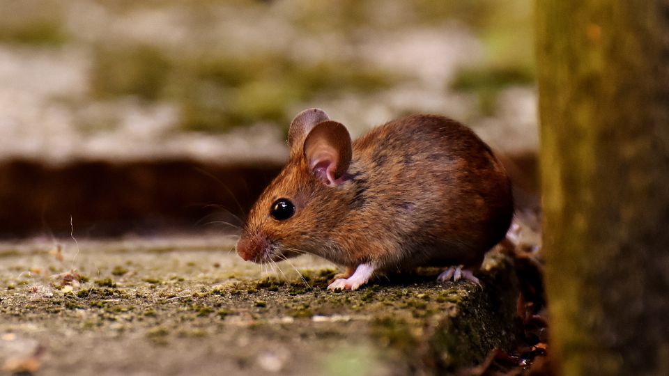 Erdei pele Dryomys nitedula 1