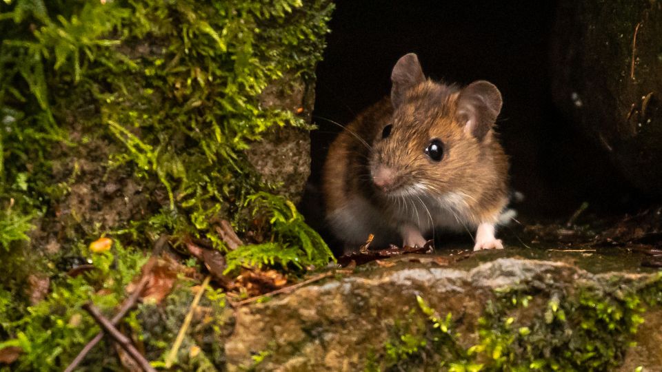Erdei pele Dryomys nitedula 2